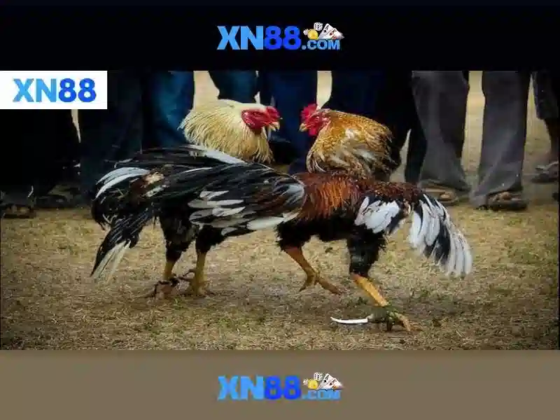 Giới thiệu về xn88