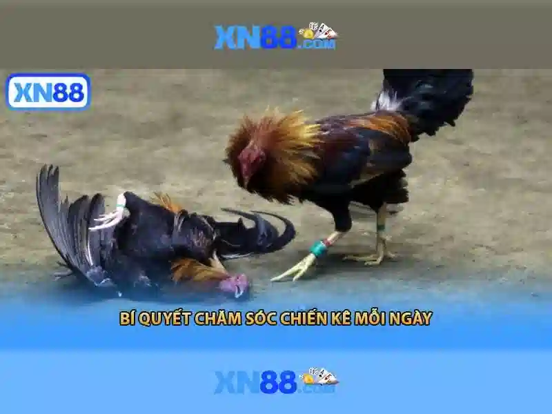 xn88: Nền tảng giải trí và cược trực tuyến hàng đầu Giao diện nhà cái hoàn hảo
